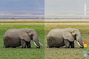 25 Safari Lightroom Presets and LUTs, a Preset Add-On by Hubzway (Thumbnail 11 of 14)