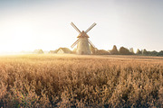 Autumn rural landscape, a Food Illustration by Countryside life (Thumbnail 5 of 9)