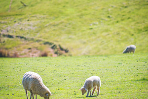 Grazing Sheep, an Animal Photo by THP Creative