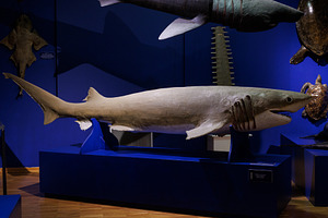 A bluntnose sixgill shark stuffed, an Animal Photo by Bepslabor