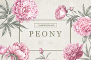 12 Watercolor Peonies PNG, a Decorative Illustration by Kotkoa (Thumbnail 10 of 11)