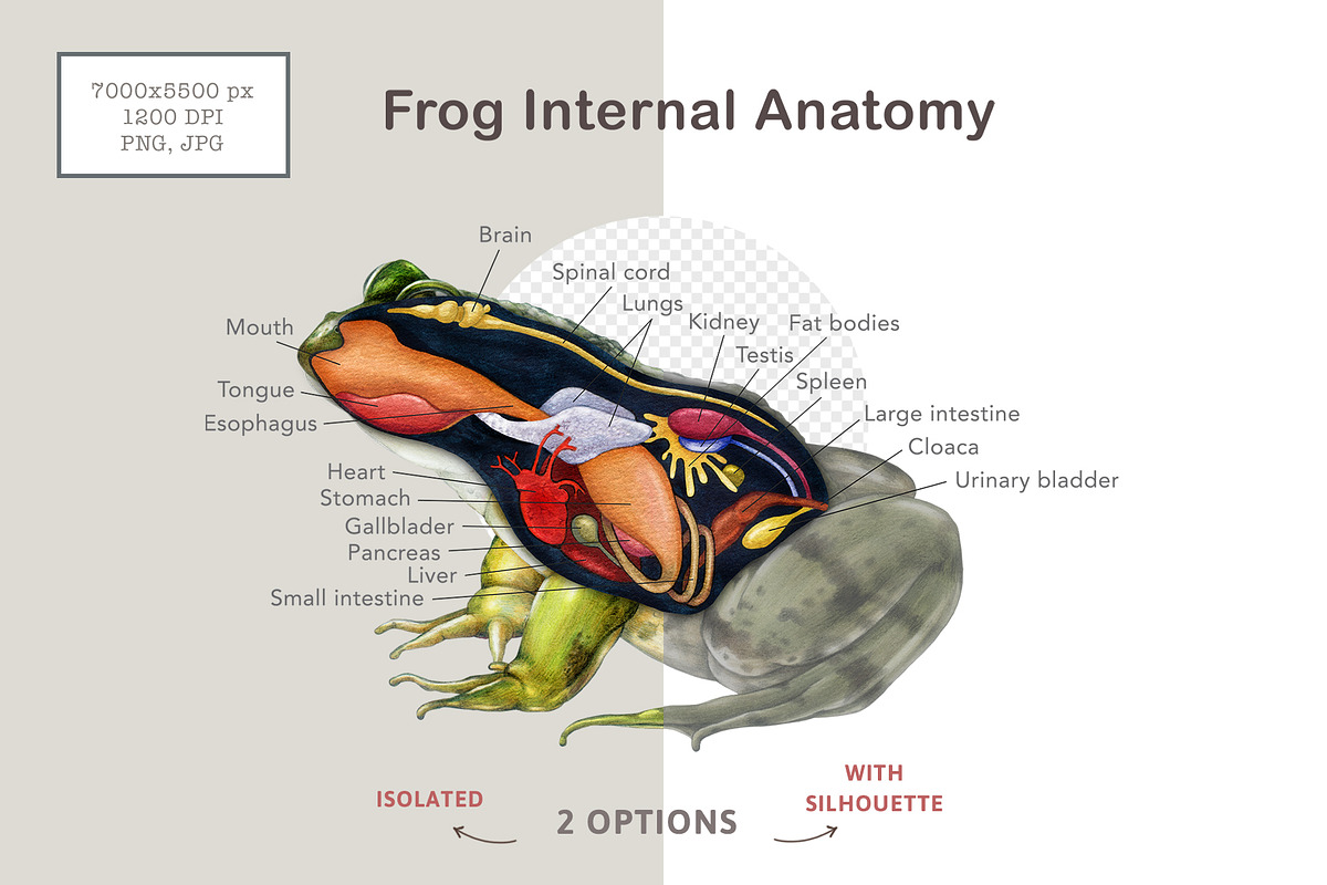 Animal Anatomy Study Pack, an Education Illustration by AnitaPol (Photo 17 of 20)