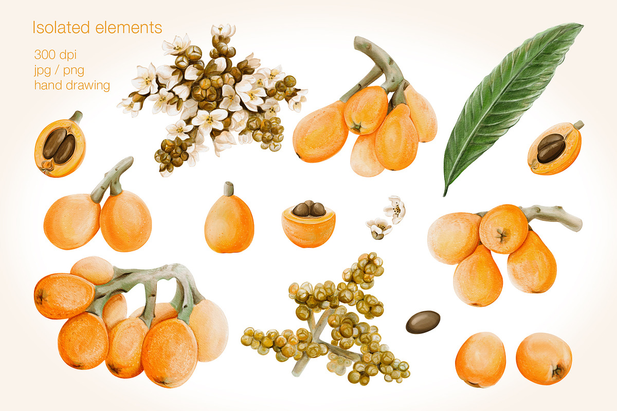 Loquat watercolor clip art, an Illustration by Alena Sid (Photo 2 of 15)