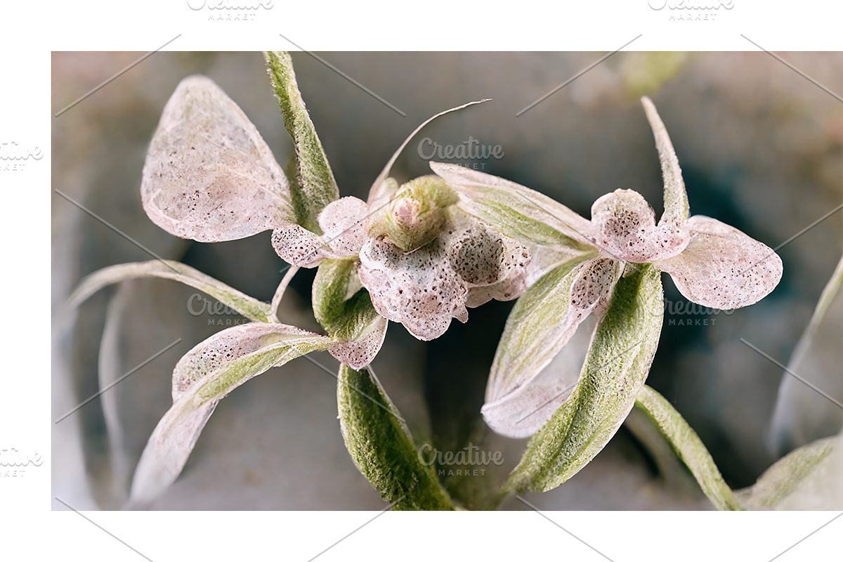 Orid Co. Orchid Flower art, a Texture Illustration by milatovar (Photo 9 of 16)