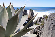10 PSD Succulents Collection 3, an Object Graphic by envirographic (Thumbnail 2 of 4)