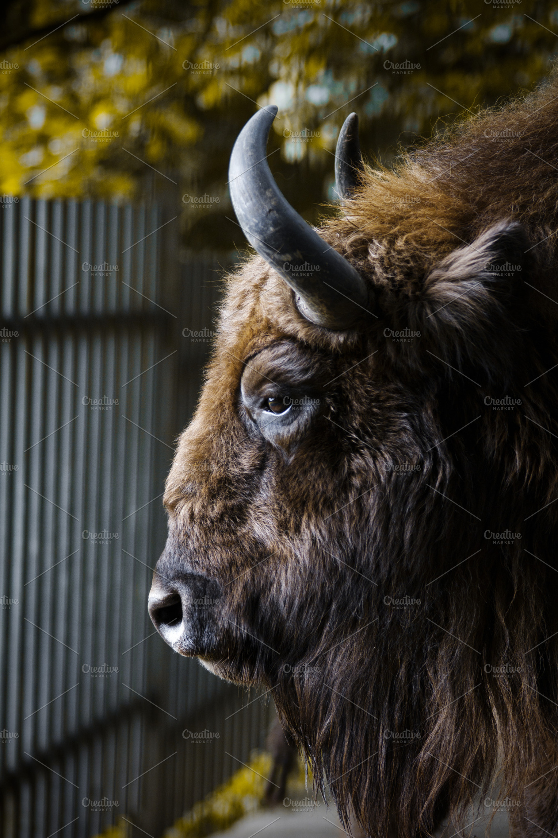 Portrait of a bison in a profile., an Animal Photo by JS Shop