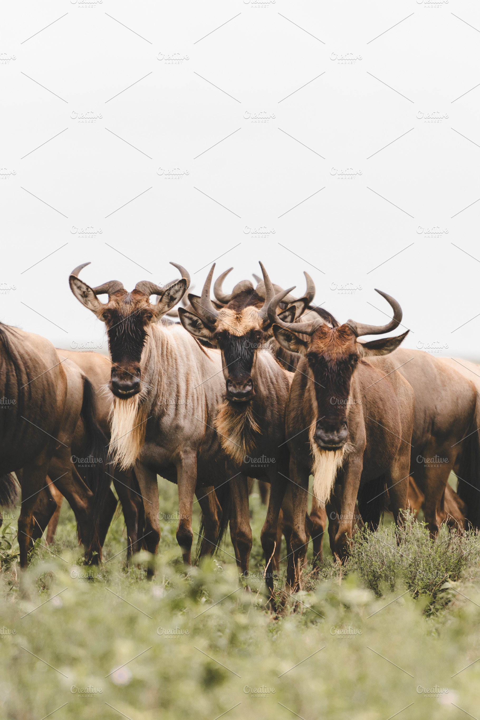 African Wildebeest Herd in Serengeti, an Animal Photo by WndrLan Photography