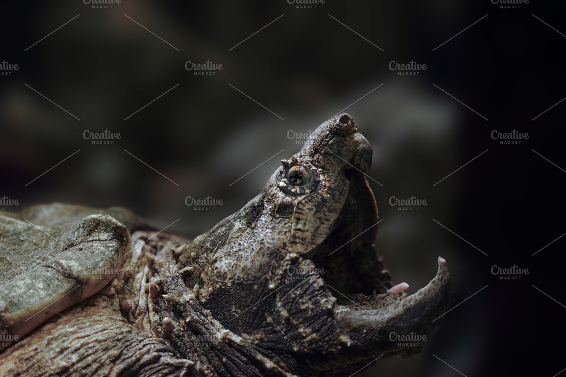 Dramatic Portrait of an Alligator Sn, an Animal Photo by Perpis