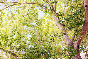 Silver Birch Tree, a Nature Photo by THP Creative