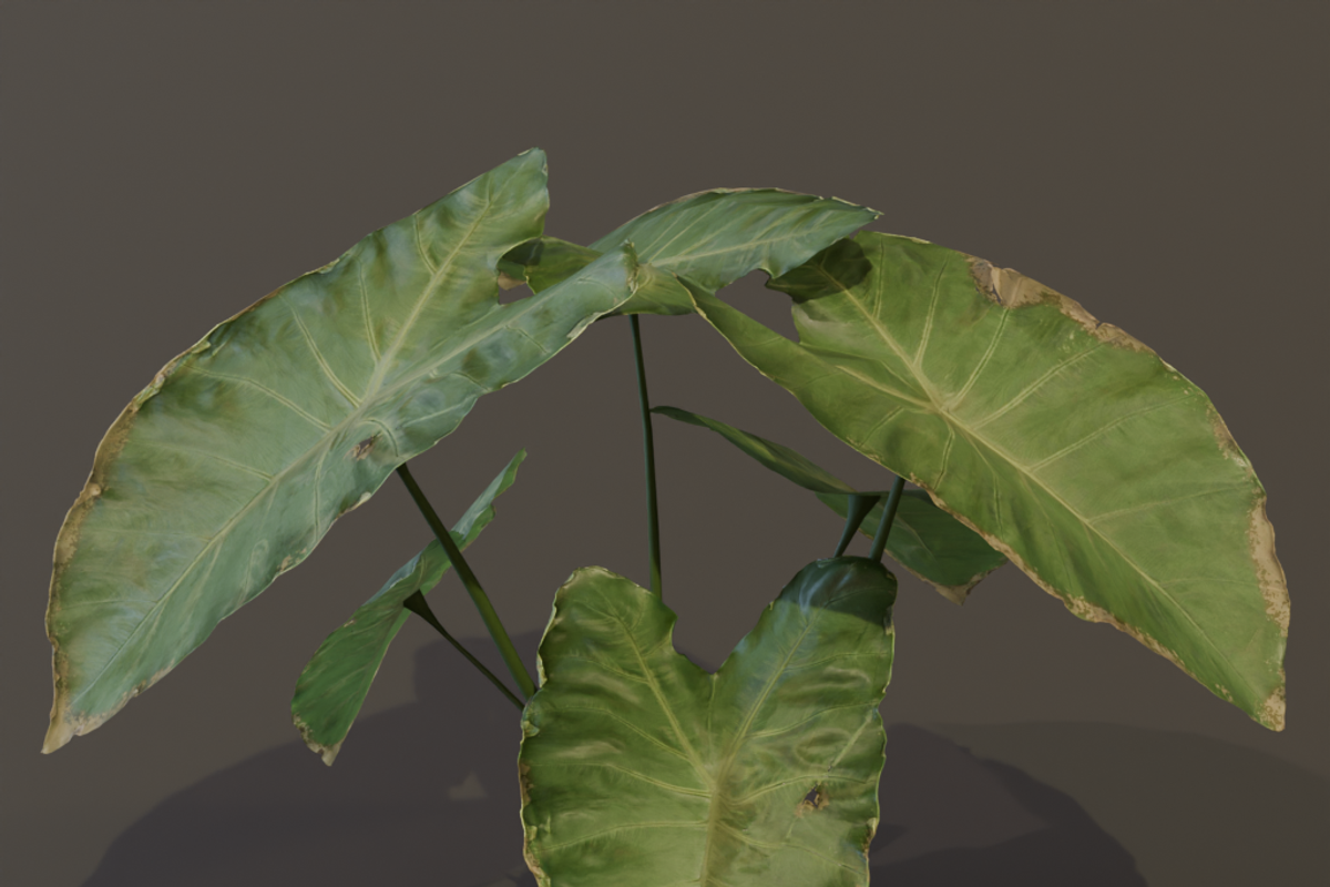 The BroadLeaf Taro Bush, a Plants & Tree 3D Model by FuturePastCreatives (Photo 14 of 19)