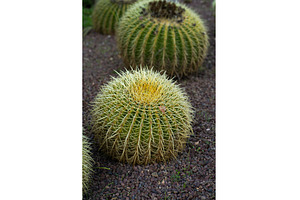 Golden barrel cacti thriving in a, a Nature Photo by volodymyrshtun13795