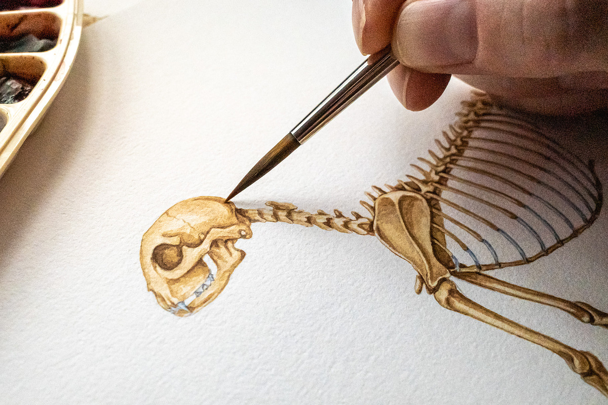 Animal Anatomy Study Pack, an Education Illustration by AnitaPol (Photo 2 of 20)