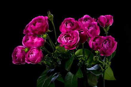 Bouquet of roses peony containing peony- roses, roses, and flowers, a Nature Photo by oleghz