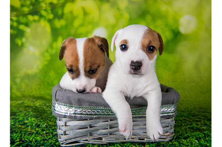 Two cute jack russell terrier, an Animal Photo by COLORFUL
