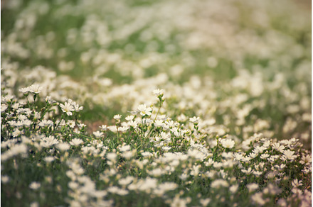 White spring flowers, a Nature Photo by Nature and travel