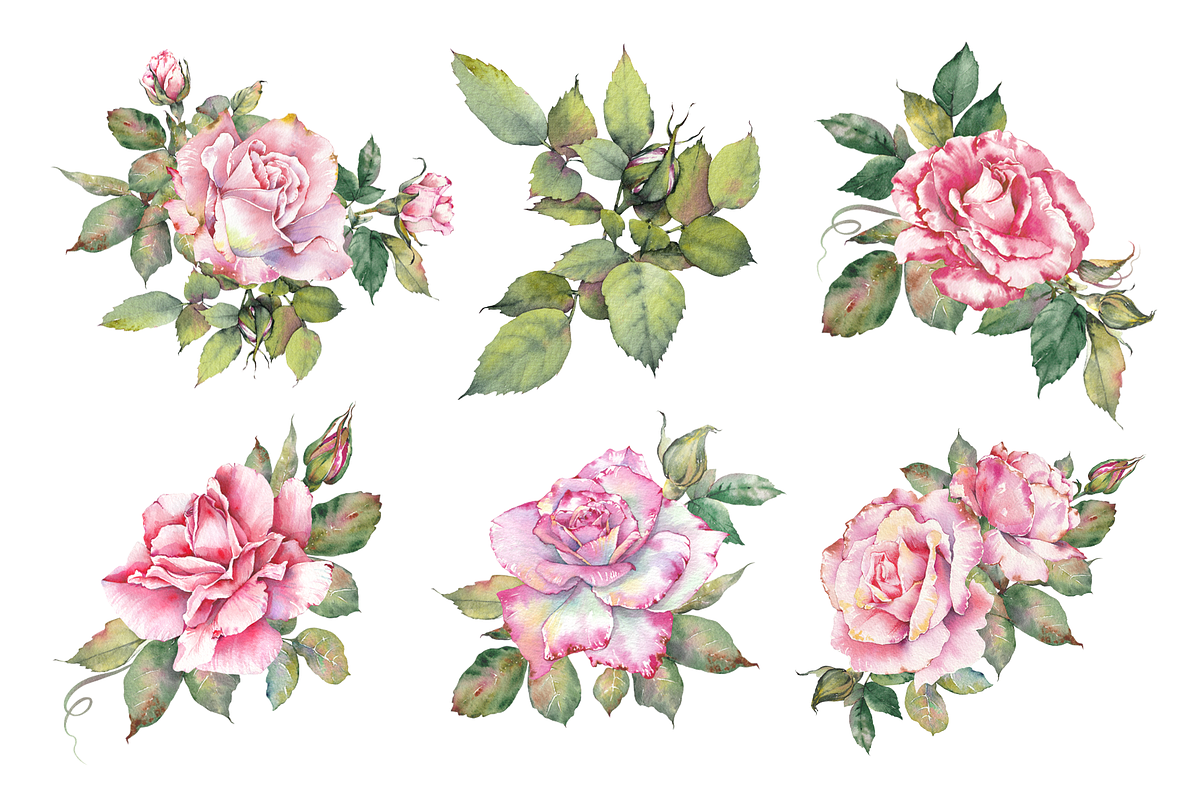 Watercolor Garden Rose Clipart, a Decorative Illustration by Jeanna Draw (Photo 6 of 11)