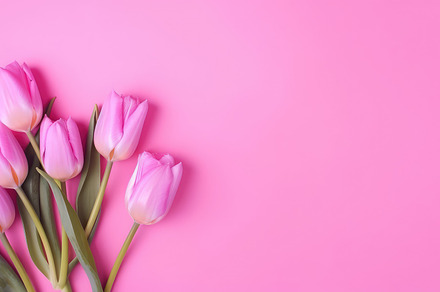 Beautiful floral set with spring tulip flowers on a pink background. Spring con, a Photo by José Manuel Gelpi