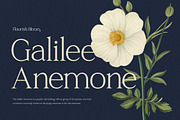 Raveny Modern Elegant Serif, a Serif Font by Vadovastd (Thumbnail 2 of 9)