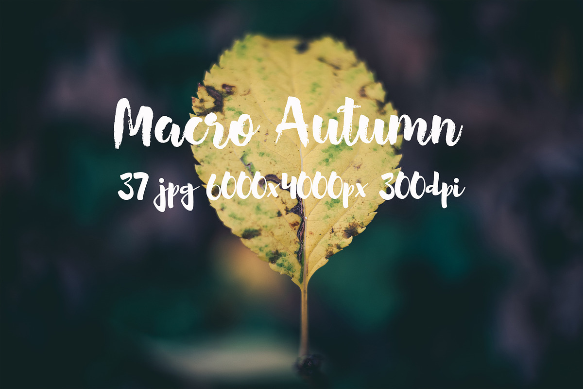 Macro Autumn photo bundle, a Templates & Theme by ApertureVintage (Photo 3 of 21)