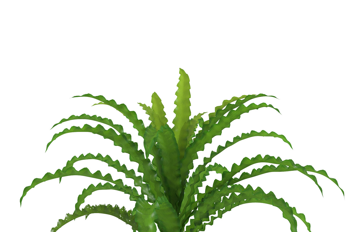 Pogostemon helferi, a Plants & Tree 3D Model by AndrewWhite (Photo 2 of 9)