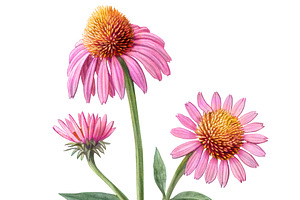 Echinacea Pencil Illustration Set