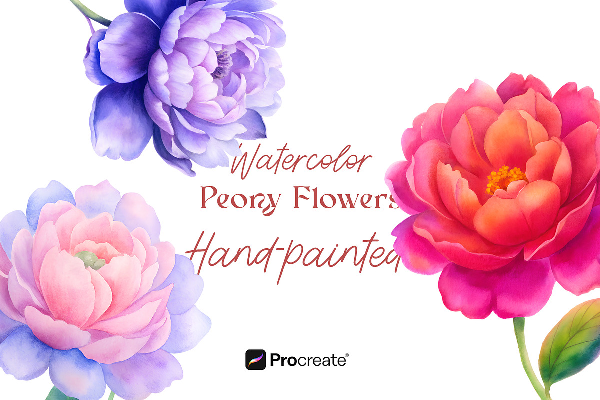 Watercolor Peony Flowers Clipart, an Object Illustration by crafty (Photo 1 of 10)