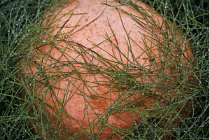 Pumpkin in Dew-Covered Grass, a Nature Photo by Rohan Photography