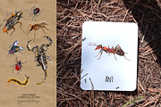 Insects and bugs watercolor clipart, an Object Graphic by ArtSpotVeronika (Thumbnail 5 of 11)