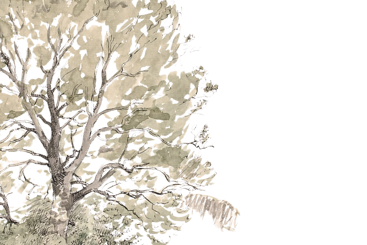 Vintage Tree Sketch Wall Art, a Decorative Illustration by Pink_bloom (Photo 10 of 10)