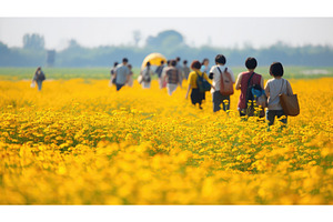 petals yellow flower field ai, a Background Photo by pikepicture