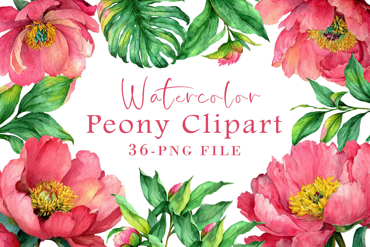 Watercolor Peony Clipart, an Illustration by Libby Wishes (Photo 1 of 4)