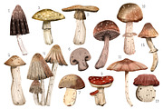 mushrooms clip art hand drawing, a Food Illustration by Cocoa studio by Eliza M (Thumbnail 2 of 4)