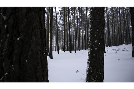 Beautiful view in winter forest in, a Nature Photo by Media Whale Stock
