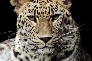 Leopard containing carnivore, cat, and africa