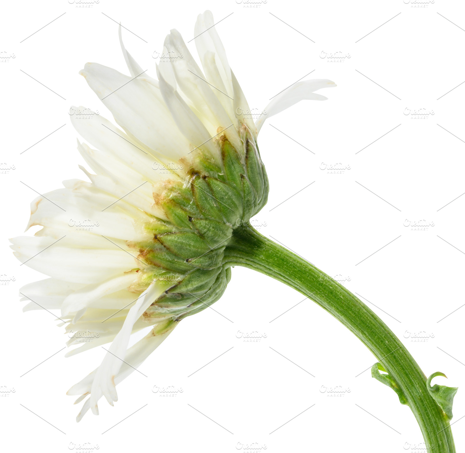 White blooming chamomile bud on isolated background, a Nature Photo by ndanko