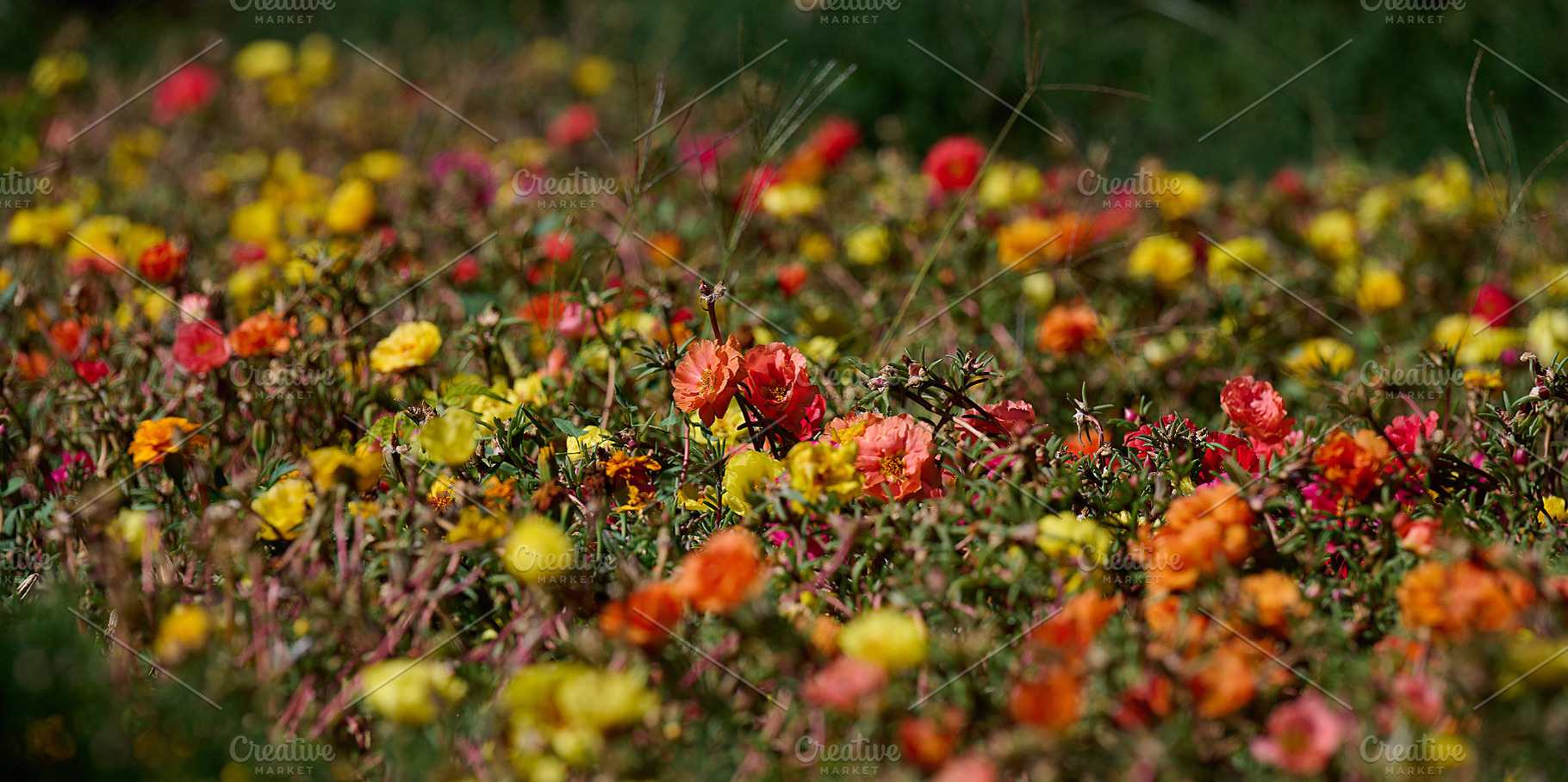 A flower bed with bright small flowers of yellow, orange and red, a Nature Photo by ndanko
