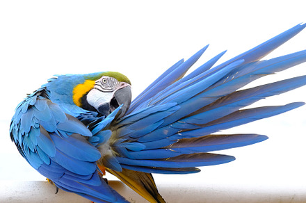 Blue and gold macaw featuring macaw, bird, and save the earth
