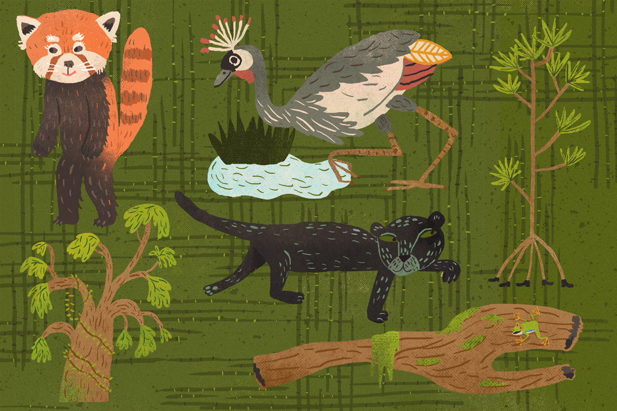 21 Rainforest Creatures & Plants, an Animal Illustration by Stephanie K. Birdsong (Photo 4 of 4)