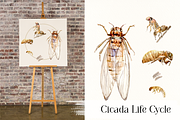 Cicada Life Cycle Clip Arts & Prints, an Education Illustration by Tati Bordiu (Thumbnail 1 of 4)