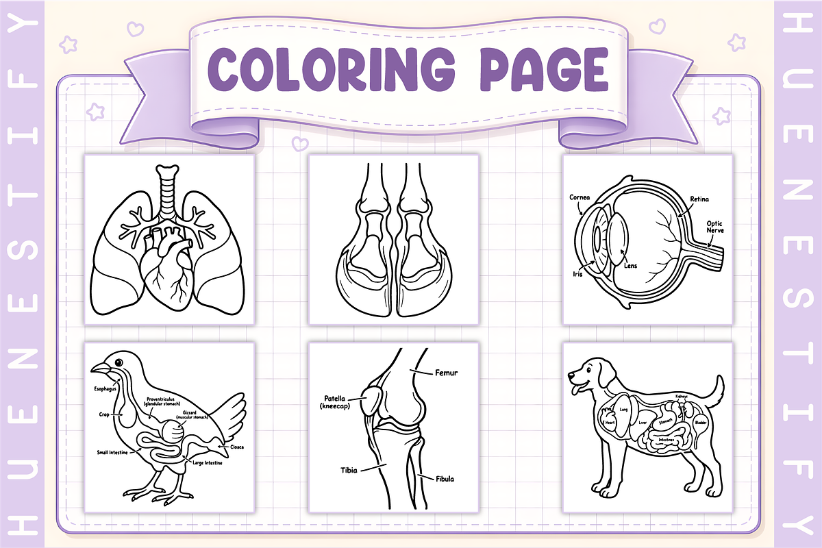 Veterinary Anatomy Coloring Book, an Education Illustration by HueNestify (Photo 2 of 4)