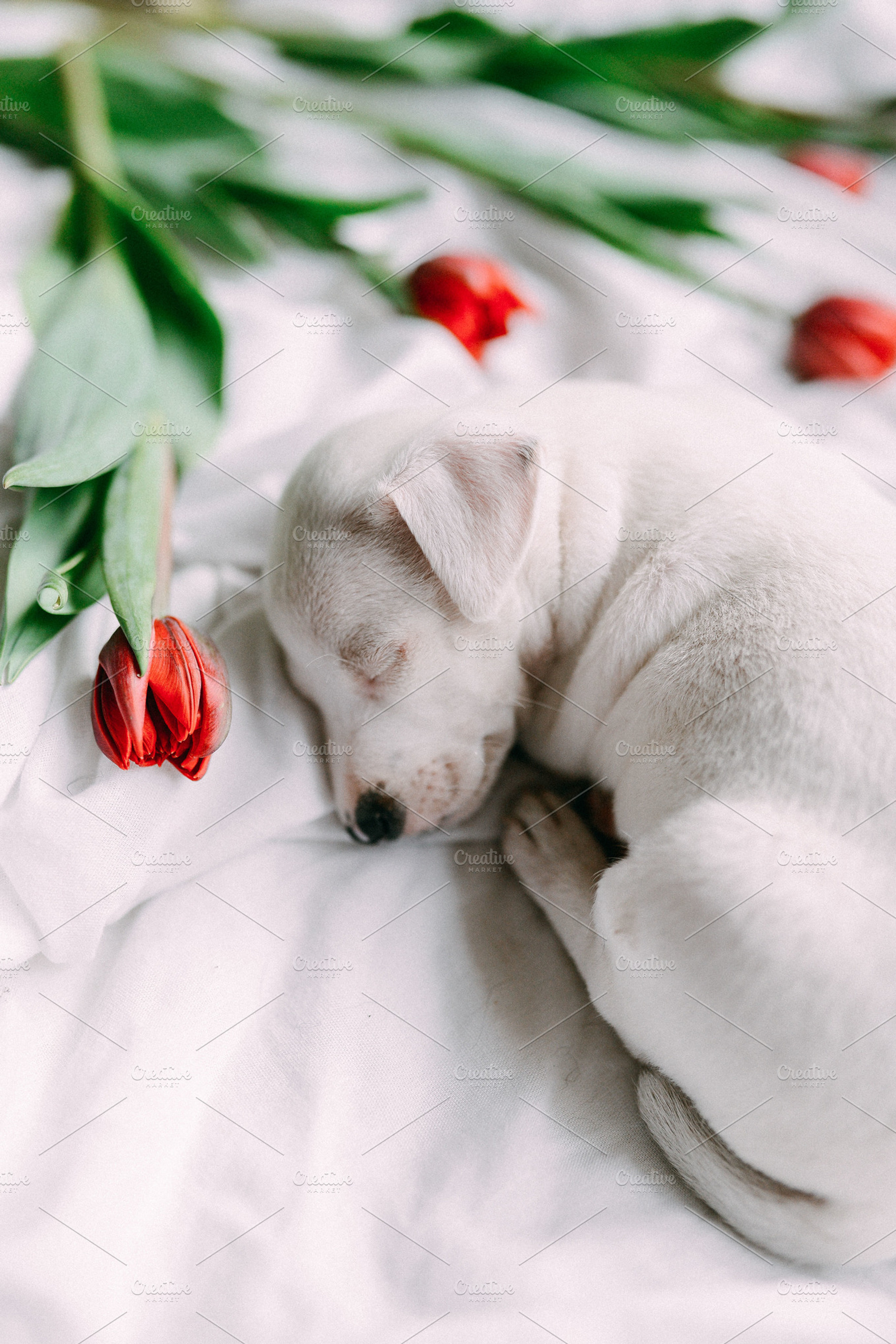 Puppy, a Photo by Trofimova Veronika