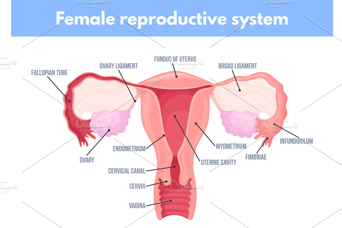 Female reproductive system. Uterus, a Healthcare Illustration by Stock-Smart-Start
