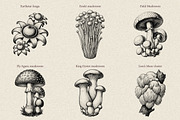 35 Mushrooms & Fungi–Engraved Vector, an Object Graphic by Gonez Studio (Thumbnail 3 of 13)