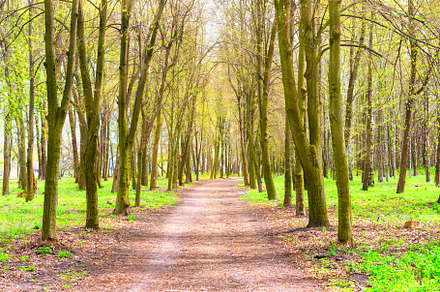 Green park with green trees, a Nature Photo by Vapi