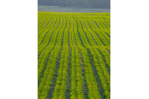 A Beautiful Lush Green Field in a, a Background Photo by Lukas Jonaitis SHOP