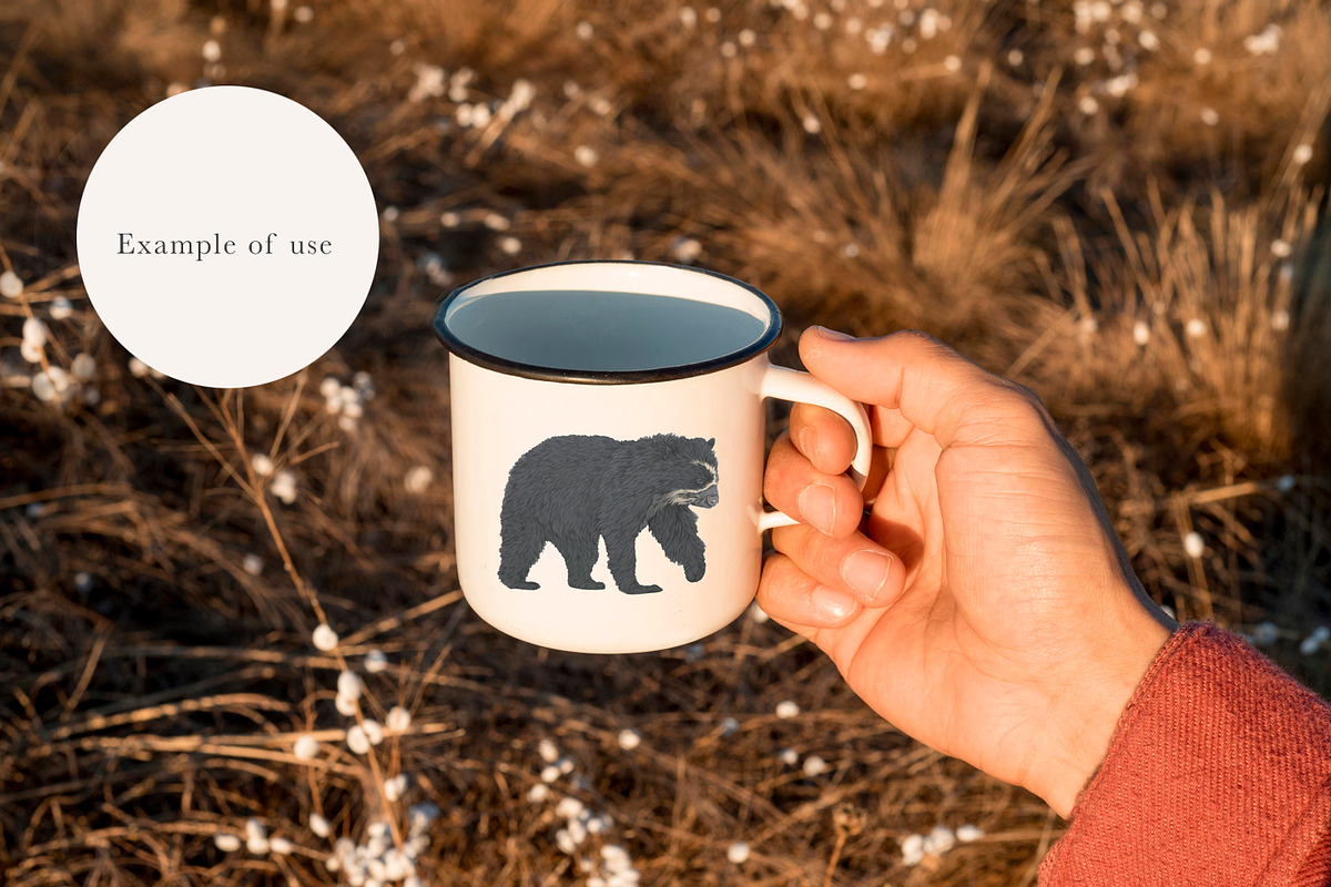 Bear Species Set - Hand-drawn PNGs, an Animal Illustration by LaurenFittonIllustration (Photo 6 of 10)