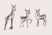 Hand drawn collection of deer, an Animal Illustration by TheMountBirdStudio (Thumbnail 3 of 6)