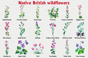 Native British wildflower watercolor, a Decorative Illustration by FITALARTSNEDIGI (Thumbnail 4 of 11)