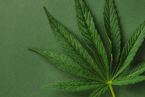 Leaf of cannabis on green.