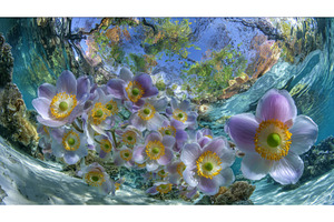 A thriving underwater coral reef, an Animal Photo by ZinetroN